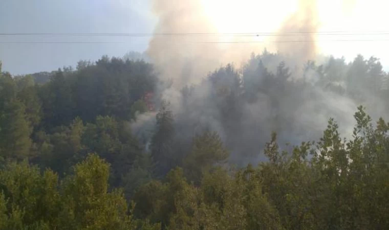 Hatay’da orman yangını