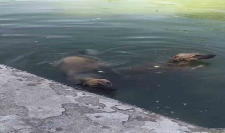 Havuzdan çıkamayan iki köpeğin yardımına itfaiye ekipleri yetişti