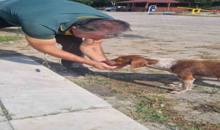 Hayvansever vatandaş sıcaktan bunalan köpeğe elleriyle su içirdi