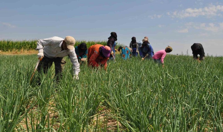 Herkes gölge ararken onlar tarlada çalışıyor