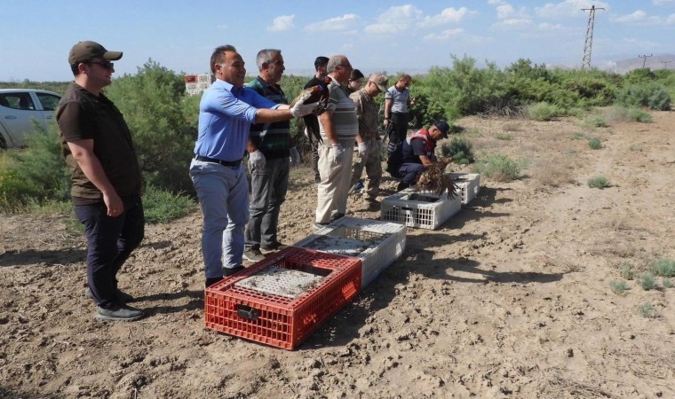 Iğdırda bin adet sülün doğaya bırakıldı