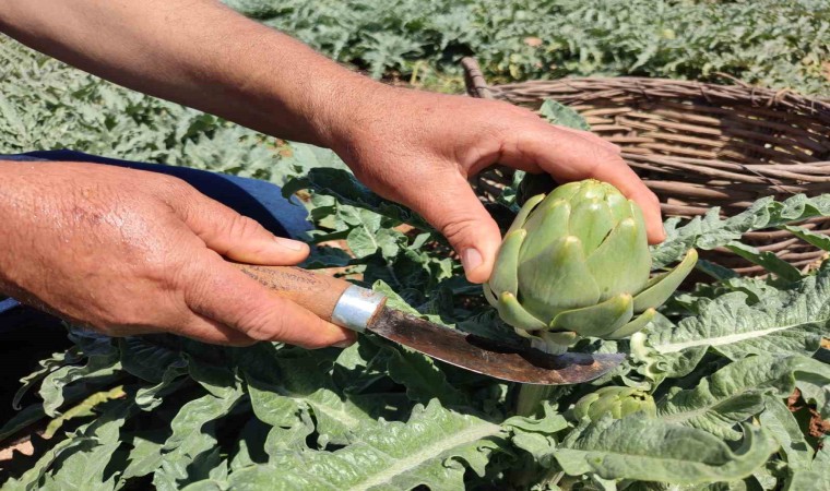 İlk kez dikilen enginar 20 gün sonra ihracata hazır olacak