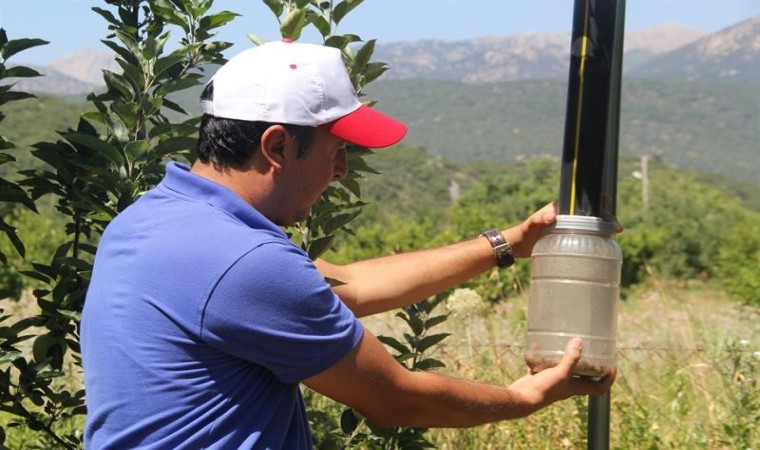 Işıklı tuzaklarla 893 adet haziran böceği ergini yakalandı