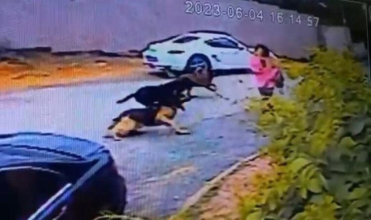 İstanbulda dehşet anları kamerada: Kadınlar sokak köpeği saldırısına uğradı