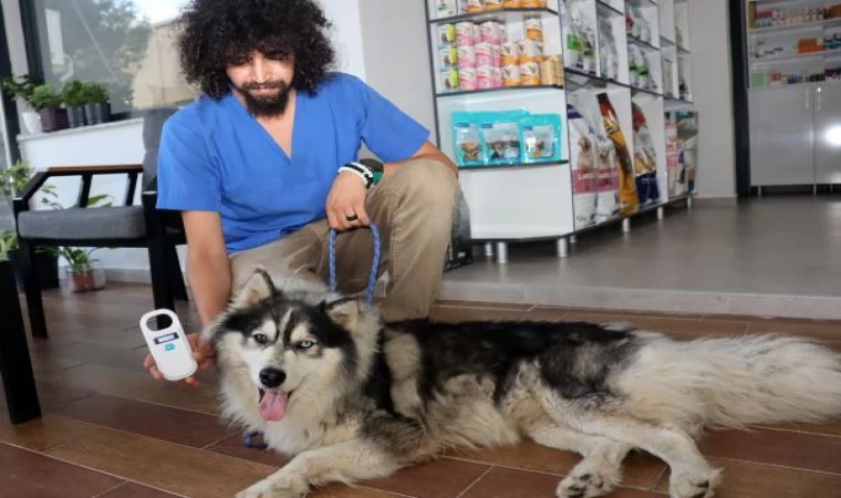 İstanbul’da kaybolan köpek, Edirne’nin Keşan ilçesinde bulundu