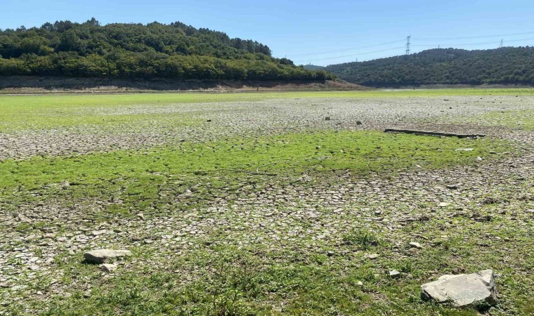 İstanbulda şaşırtan görüntü: Suların çekilmesiyle yeşile dönen alan mandalara kaldı