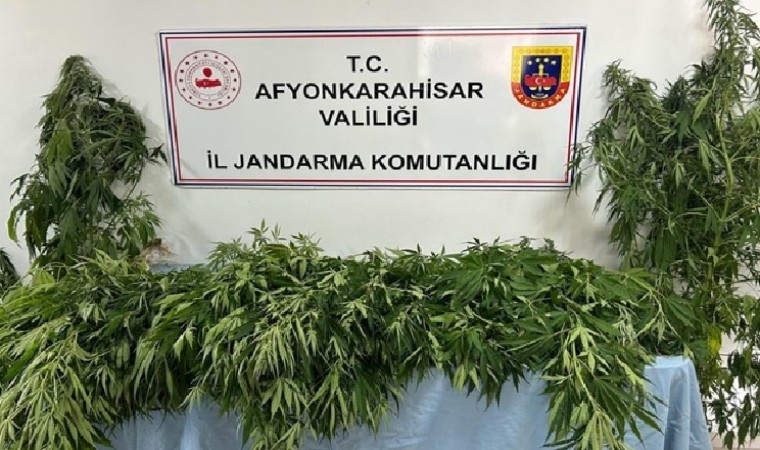 Jandarma 160 kök kenevir ele geçirdi