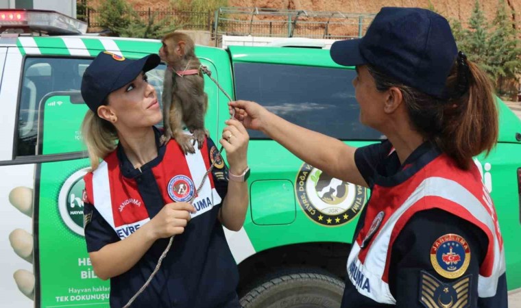 Jandarma, denetim yaptığı otobüste örümcek maymunu ele geçirdi