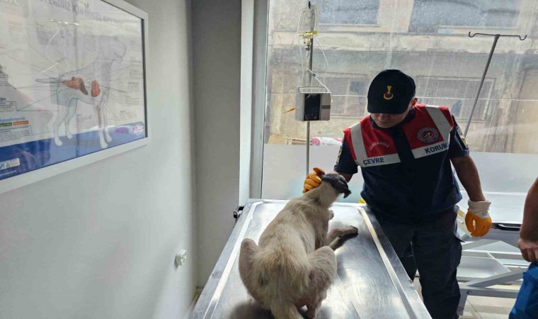 Jandarma hasta köpeği veterinere teslim etti