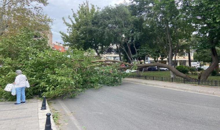 Kadıköy’de rüzgar nedeniyle ağaç devrildi