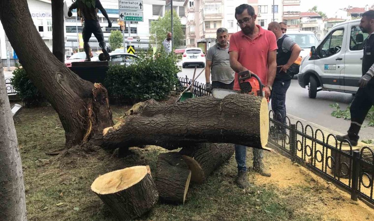 Kadıköyde şiddetli rüzgâr ağacı devirdi