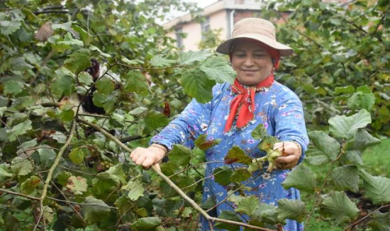 Karadeniz’de fındık hasadı başladı