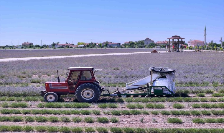 Karatay Lavanta Bahçelerinde hasat zamanı