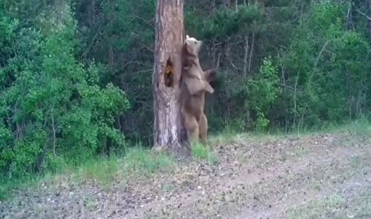 Karsta boz ayıların ormanda dansı fotokapana yansıdı