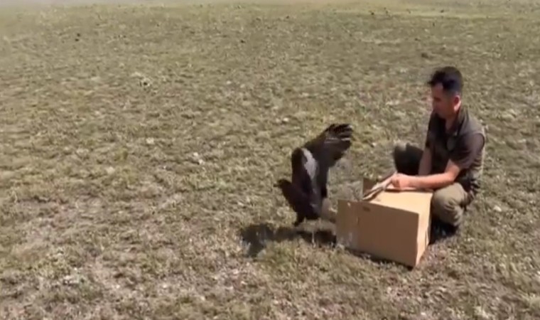 Karsta kızıl şahinler doğaya bırakıldı