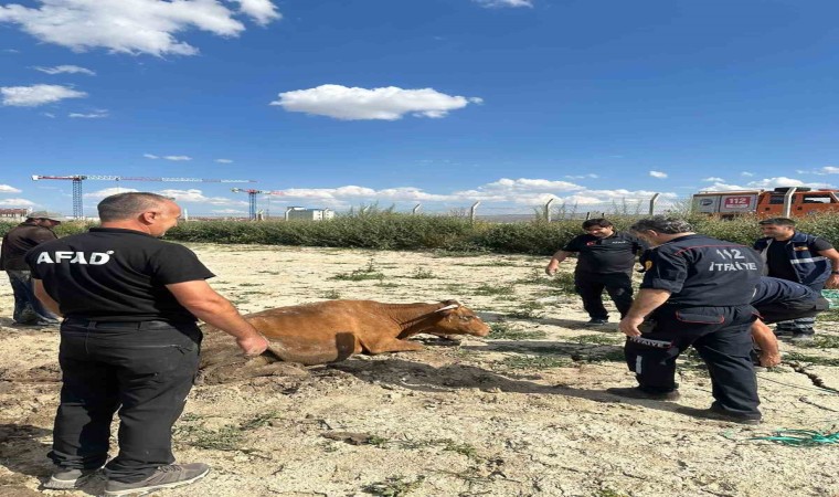 Karsta su göletine düşen büyükbaş hayvan kurtarıldı