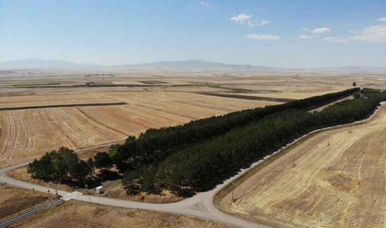 Karsta tren istasyonundaki çam ağaçları kuruyor