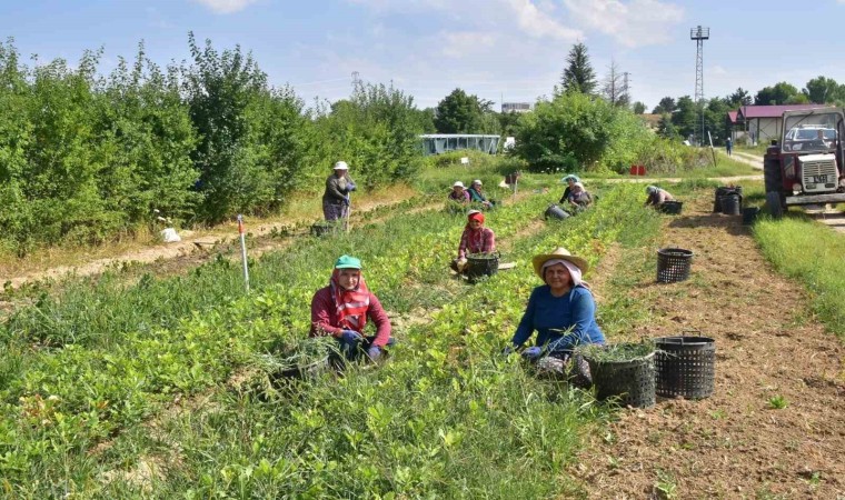 Kastamonuda 400 bin adet yabani meyve üretimi gerçekleştirildi