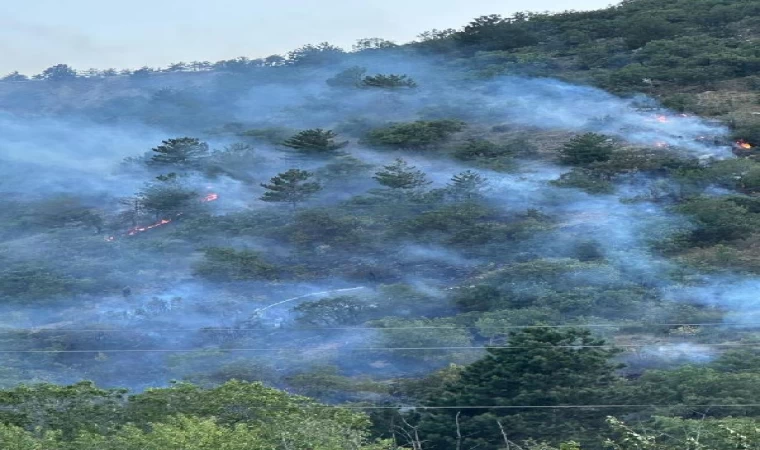 Kastamonu’da orman yangını