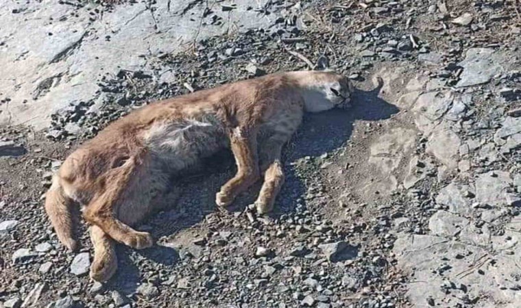 Kavaklıderede ‘Ormanın hayalet Kedisi Karakulak ölü bulundu