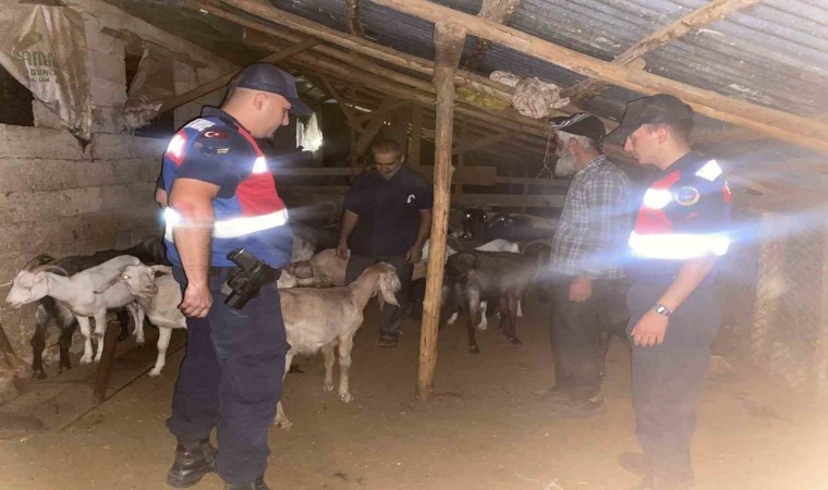 Kaybolan küçükbaş hayvanlar jandarma ekiplerince bulundu