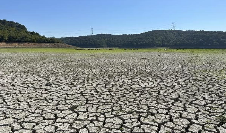 Kemerburgaz Kent Ormanı’ndaki göl kurudu; keçiler otlamaya başladı 