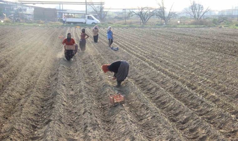 Kıymeti korona virüs salgınında anlaşılan pırasaya olan rağbet her geçen gün artıyor