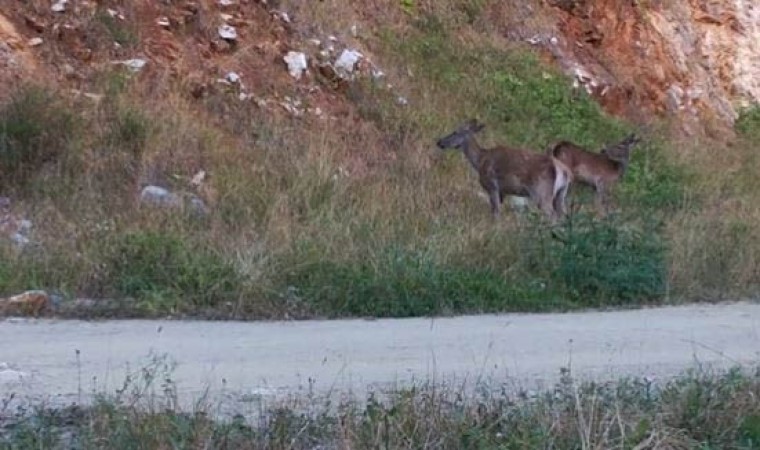 Kızılgeyik sürüsü fotokapana takıldı