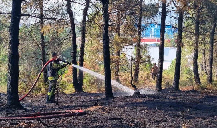 Kocaelide orman yangını