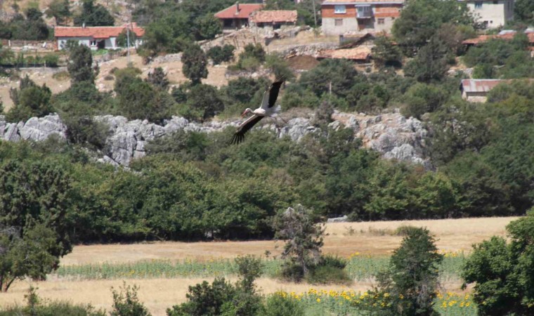 Konyada leyleklerin mekanları sessizliğe büründü