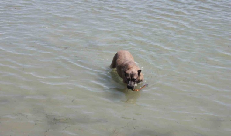 Köpeğin deniz keyfi: Hem serinliyor hem oynuyor