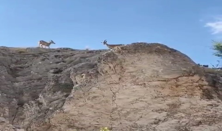 Koruma altındaki dağ keçileri Harputta görüntülendi