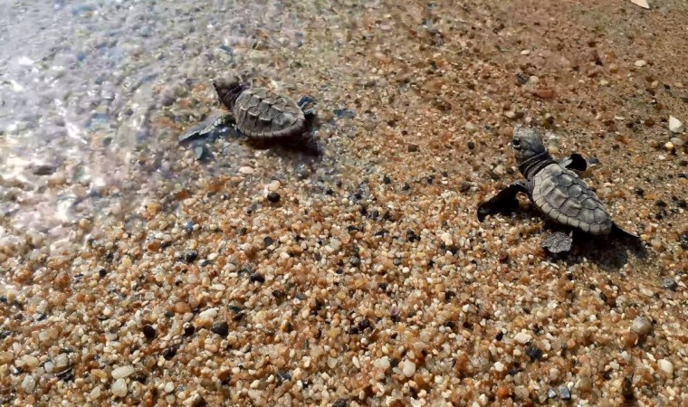 Kuşadasında 33 caretta caretta yavrusu denizle buluştu