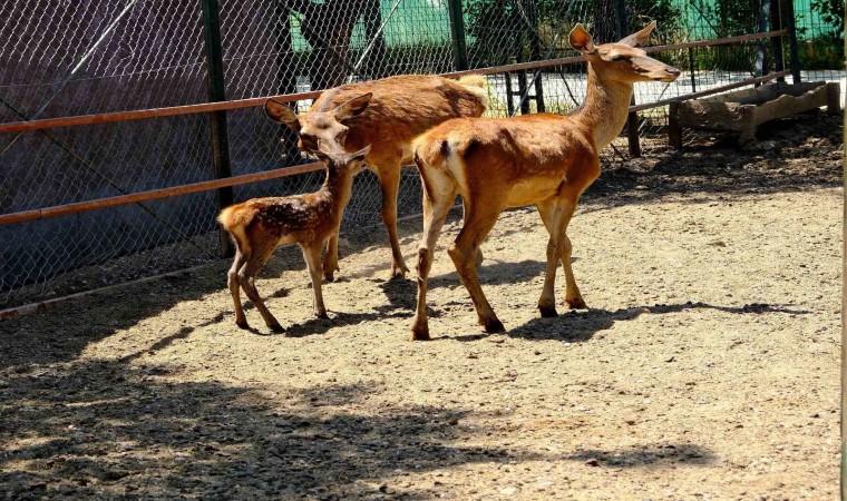 Malatya Hayvanat Bahçesini bugüne kadar 1 milyon kişi gezdi