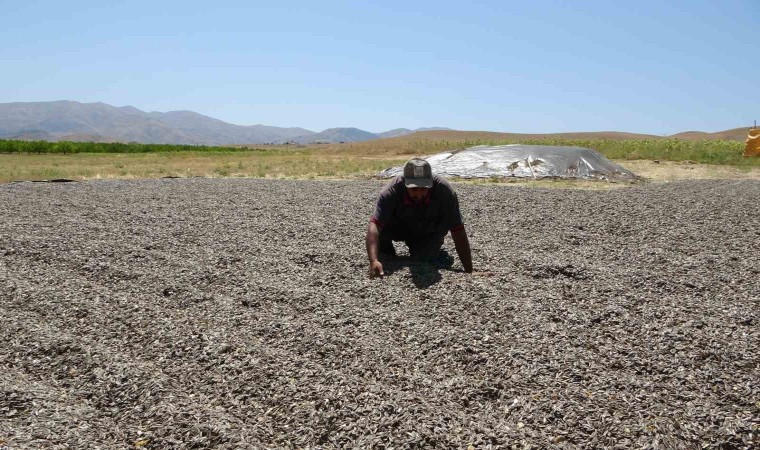 Malatyada ayçiçeği hasadına başlandı