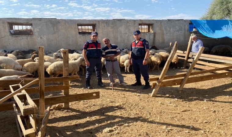 Malatyada kayıp koyunları jandarma buldu