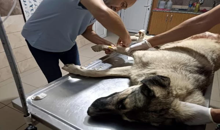 Manisa’da hayvanseverin beslediği köpeğe tüfekle ateş açıp öldürdü