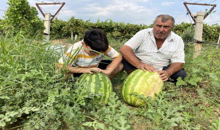 Manisalı çiftçi üzüm bağında 30 kiloluk karpuz yetiştirdi