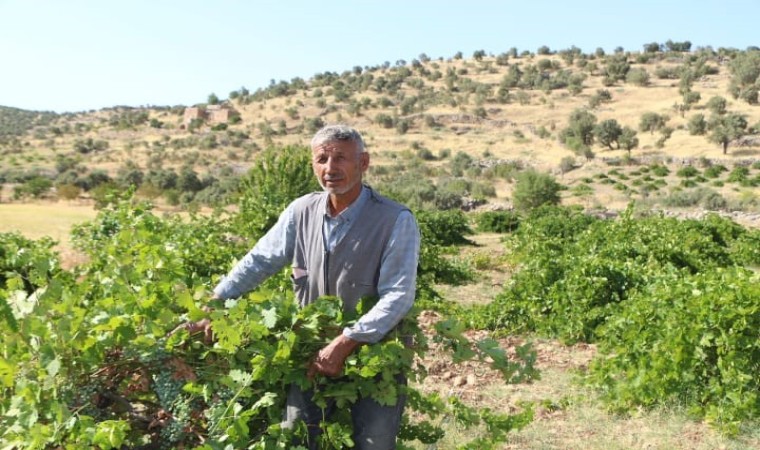 Mardinde dördüncü kuşak üzüm yetiştiricisi yüksek rekolte bekliyor