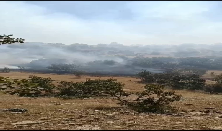 Mardin’de orman yangını, 2 saatte söndürüldü