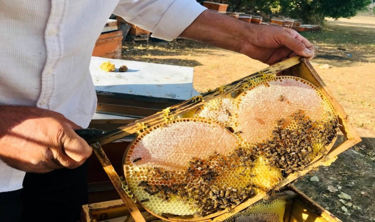 Merakla başladığı arıcılıkta, 70 kovandan binlerce kilo Gülbal üretiyor