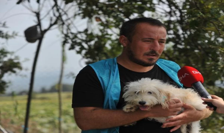 ’Merdiven altı üretilip’ sokağa terk edilen cins köpekler, yeni yuvalarını bekliyor