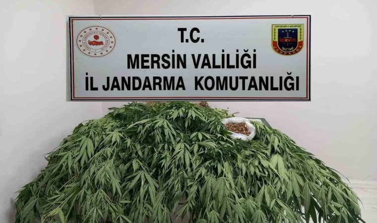 Mersinde 341 kök kenevir ele geçirildi