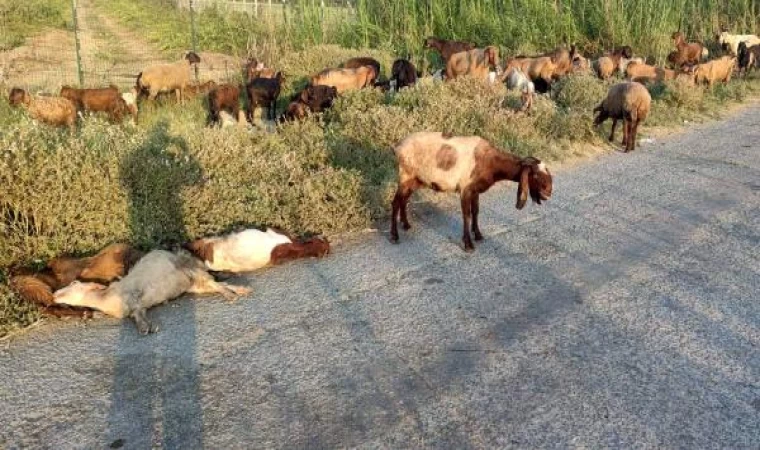 Mersin’de arazide otlayan 48 küçükbaş öldü; inceleme başlatıldı