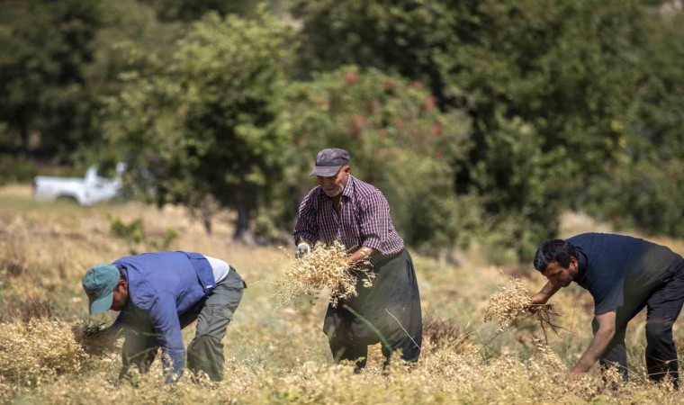 Mersinde atalık nohut desteği alan üreticiler ilk hasadını gerçekleştirdi