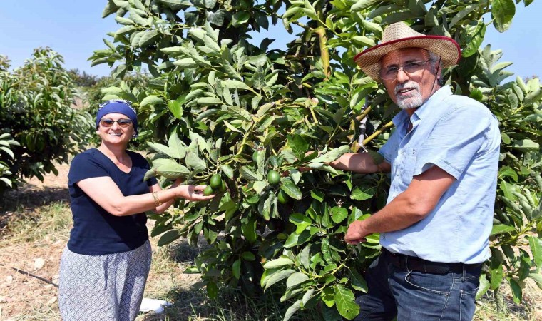 Mersinde avokado fidanı desteği üreticilerin yüzünü güldürüyor