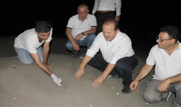 Mersin’de deniz kaplumbağalarının denize yolculuğu başladı