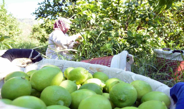 Muğlada limon üretiminde yüzde 222 artış bekleniyor