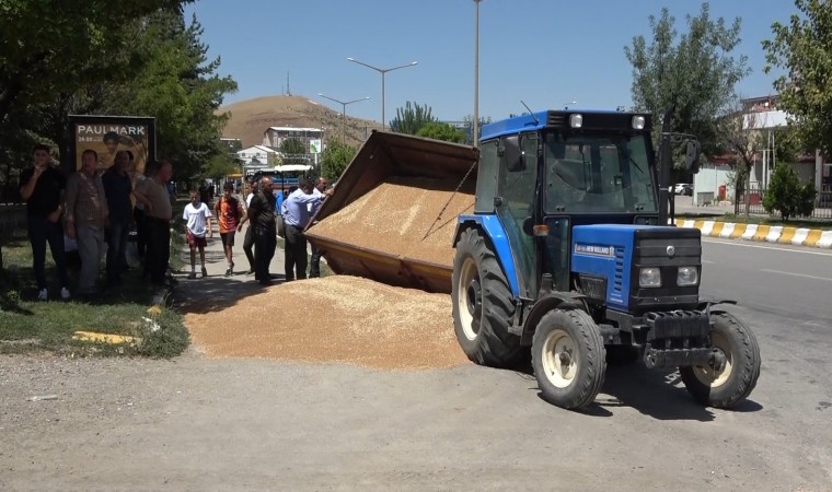 Muşta buğday yüklü römork devrildi