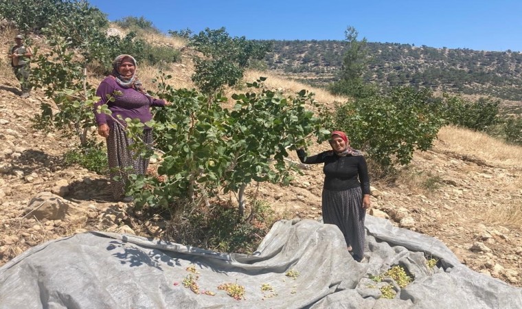 Mutta Antep fıstığı hasadı başladı